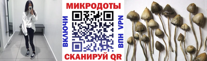 Купить  Волоколамск  Галлюциногенные грибы Cubensis 